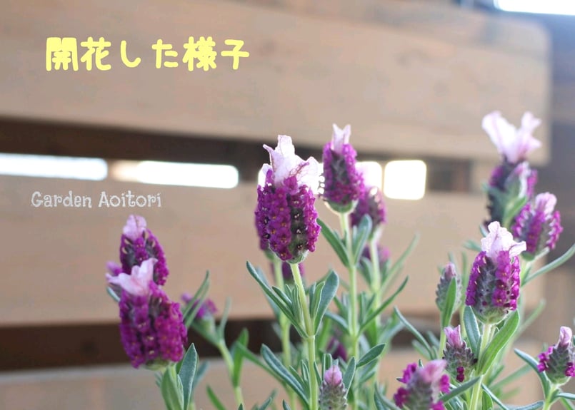 ストエカス系*フレンチラベンダー*キューレッド* | Garden Aoitori