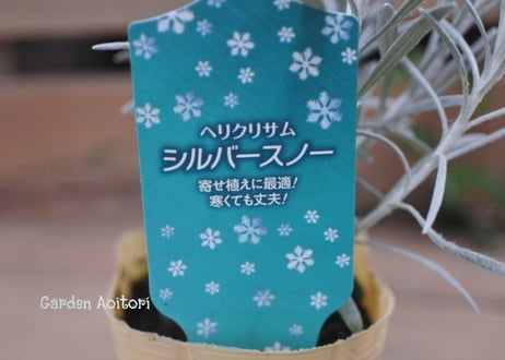 ヘリクリサム*シルバースノー*