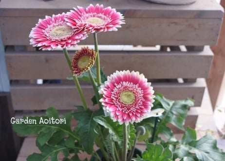 *Patio Gerbera*大輪ガーベラ*パティオ*