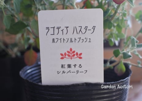 ラゴディア*ハスタータ*ホワイトソルトブッシュ*