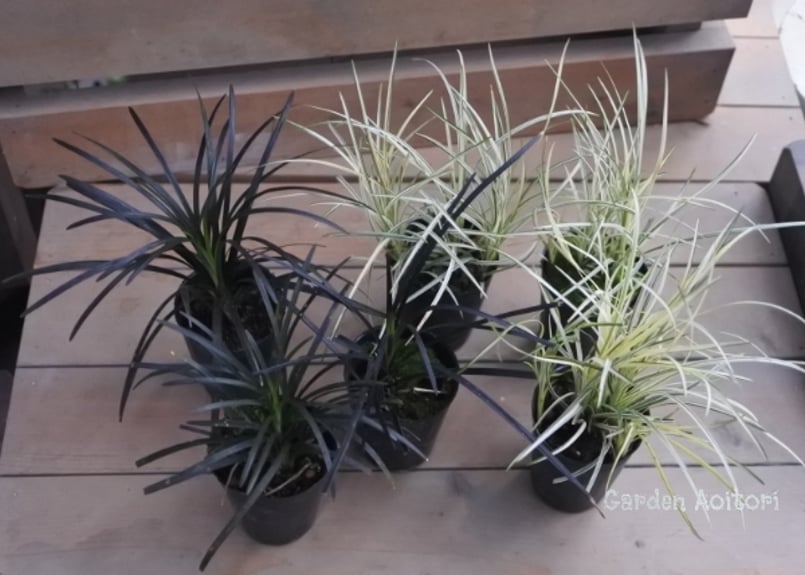 リュウノヒゲ*黒竜/白竜* | Garden Aoitori