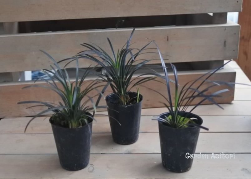 リュウノヒゲ*黒竜/白竜* | Garden Aoitori