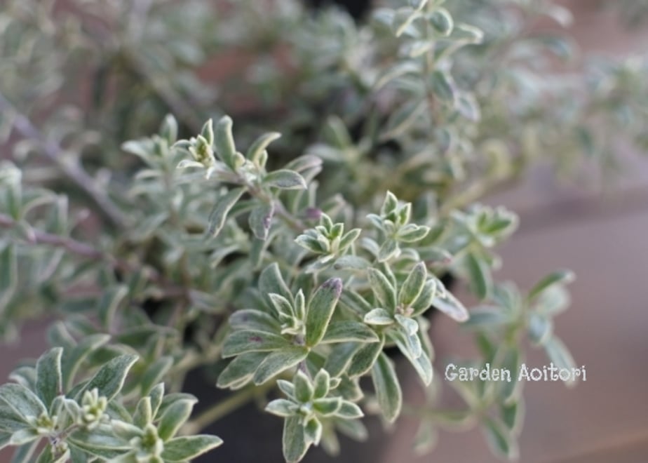 67bc7bf813edcc1333dc257c