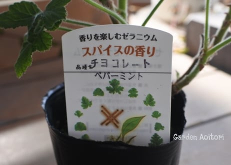 ハーブゼラニウム(センテッドゼラニウム)*7種*