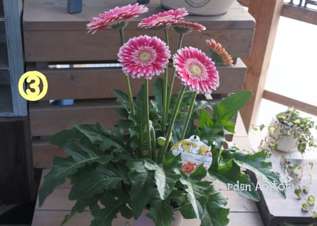 *Patio Gerbera*大輪ガーベラ*パティオ*