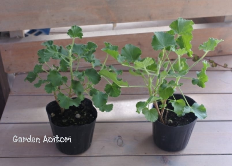 香香 様 ゼラニウム苗 7品種 8点 香香 様 ゼラニウム苗 7品種 8点 香香 様 ゼラニウム苗 多品種