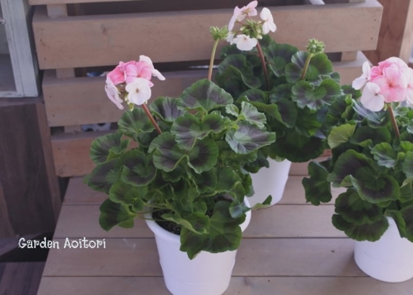 ゼラニウム*ホワイトtoローズ* | Garden Aoitori