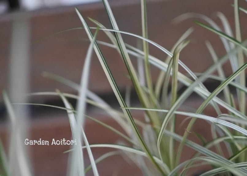 Birdstayさま専用。山採りクロモジとリュウノヒゲ。 Birdstayさま専用。山採りクロモジとリュウノヒゲ。