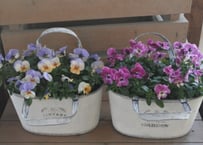 ビオラ鉢植え*2個セット*