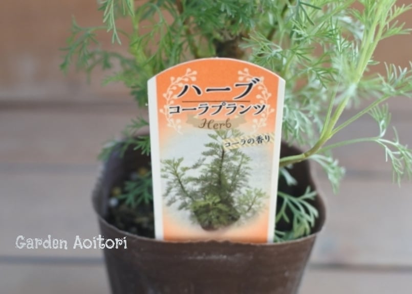 コーラプラント、まーさん専用 アルテミシア*サザンウッド*コーラプランツ* | Garden Aoitori