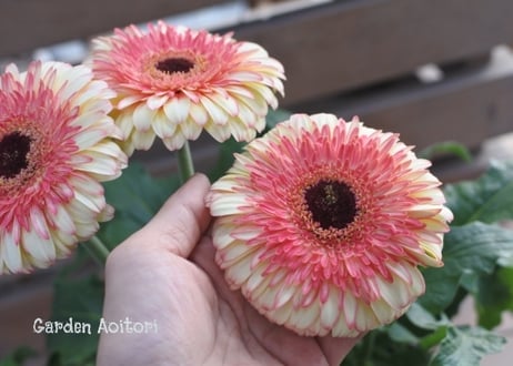 *春の花鉢*パティオ*No.2*