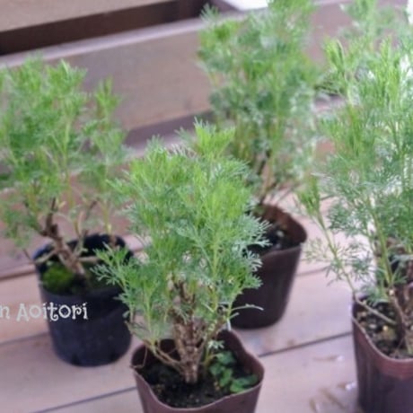 超希少シルバーリーフグレビレア 超豪華4品種4本セット 超希少シルバーリーフグレビレア 超豪華4品種4本セット