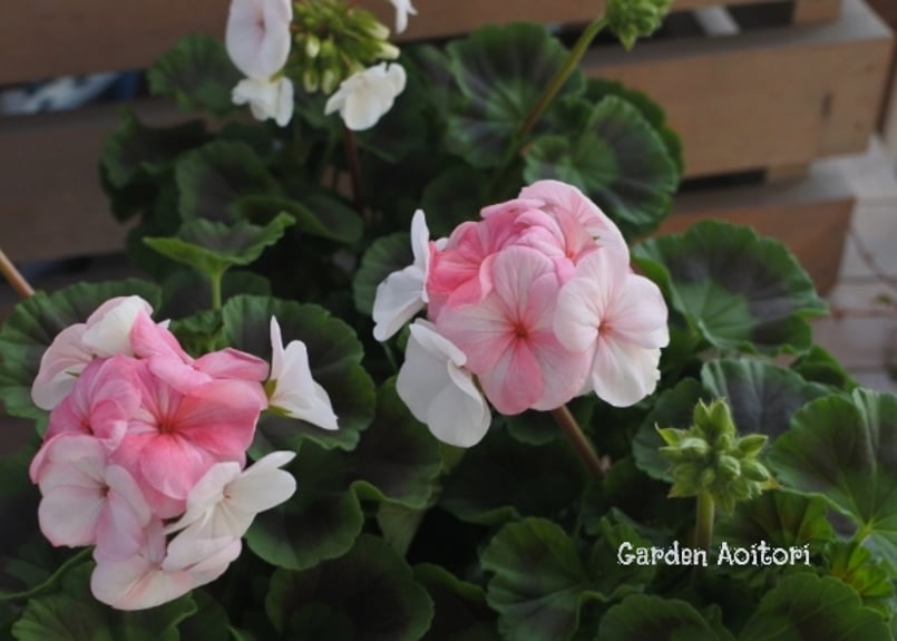 ローズさま専用 楽天市場】【東京堂 公式】Winward 造花 花材 アミュゼオープンローズ