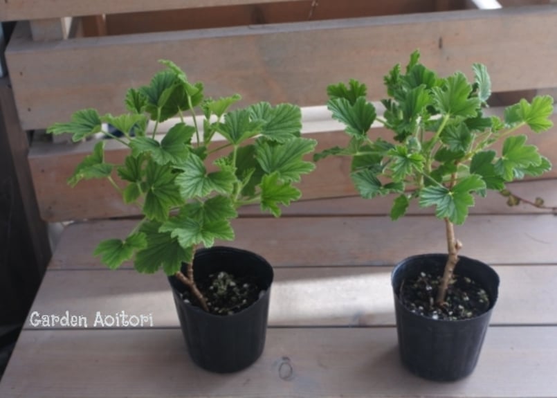 香香 様 ゼラニウム苗 7品種 8点 香香 様 ゼラニウム苗 7品種 8点 香香