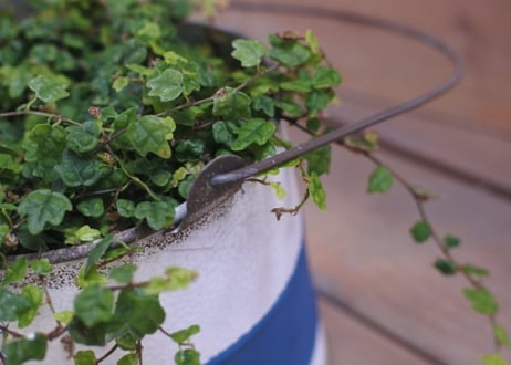 *クエルキフォリア*天使のいたずら*鉢植え*
