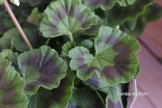 ローズ様 Amazon.co.jp: Stanley クロスボトル 23オンス ローズクォーツ