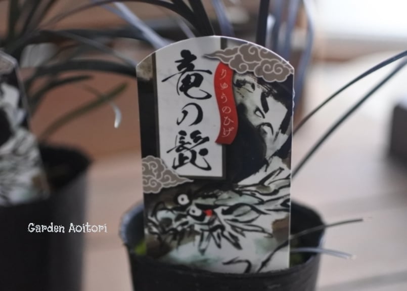 リュウノヒゲ*黒竜/白竜* | Garden Aoitori