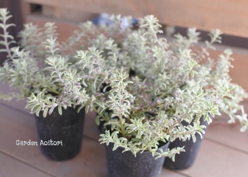 ウエストリンギア*スモーキーホワイト* | Garden Aoitori