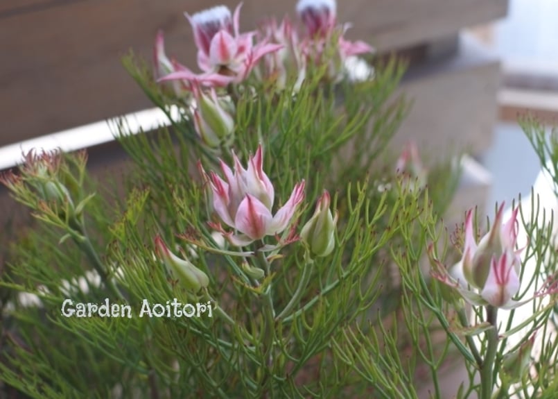 ジョーイセルリア*カルメン* | Garden Aoitori