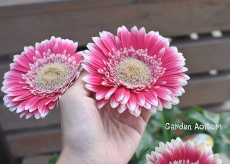 *Patio Gerbera*大輪ガーベラ*パティオ*