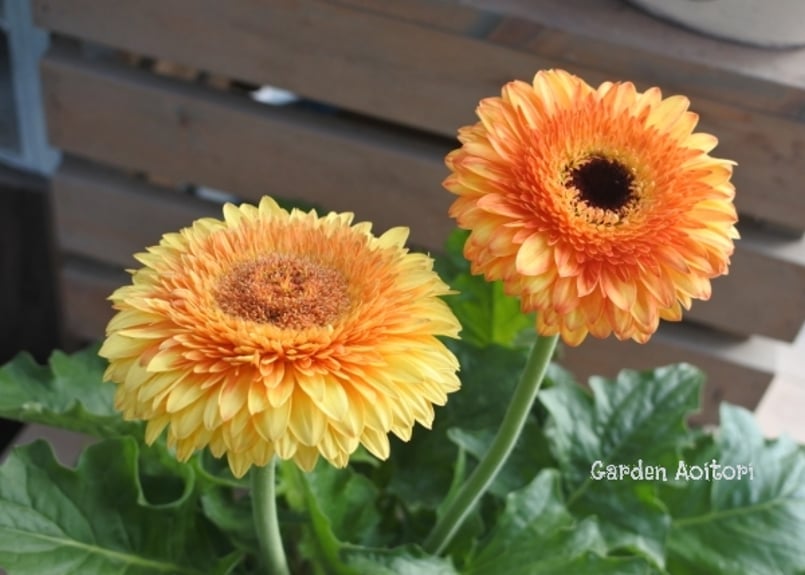 Patio Gerbera*大輪ガーベラ*パティオ* | Garden Aoitori