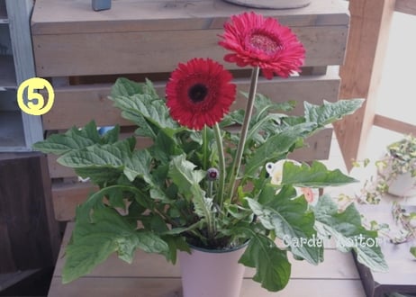 *Patio Gerbera*大輪ガーベラ*パティオ*