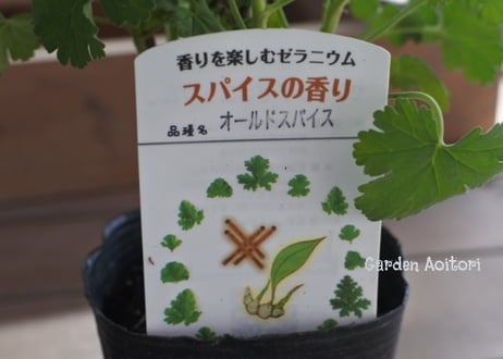 ハーブゼラニウム(センテッドゼラニウム)*7種*