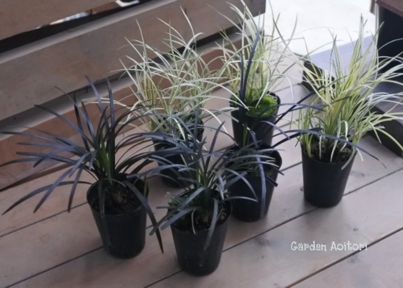 ぴかん様　購入済みです。龍の髭　黒龍　２株で付いて１株です。　抜き苗　2-(6) ぴかん様用 購入済みです。 龍の髭 黒龍 2株1ポット 2－2-(1) 抜き苗