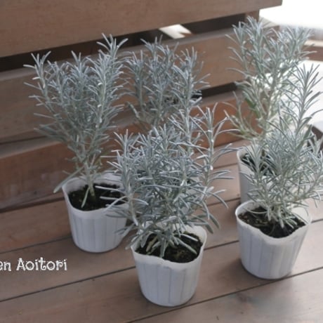 シルバーリーフ | STORES