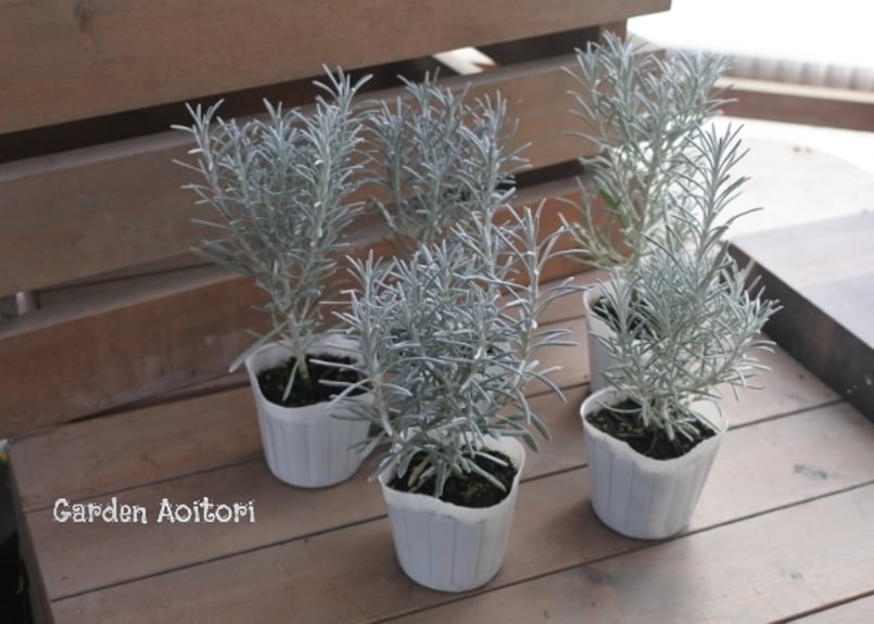 ヘリクリサム*シルバースノー* | Garden Aoitori