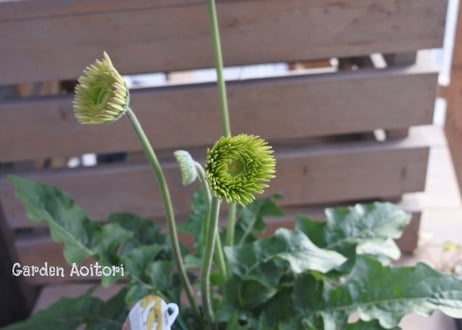 *Patio Gerbera*大輪ガーベラ*パティオ*