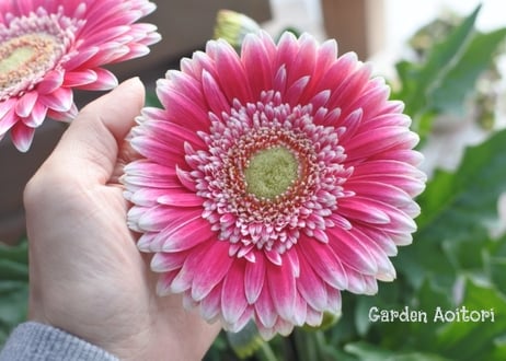 *Patio Gerbera*大輪ガーベラ*パティオ*