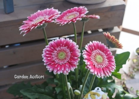 *Patio Gerbera*大輪ガーベラ*パティオ*