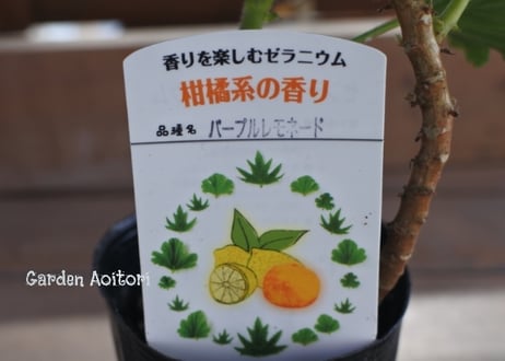 ハーブゼラニウム(センテッドゼラニウム)*7種*