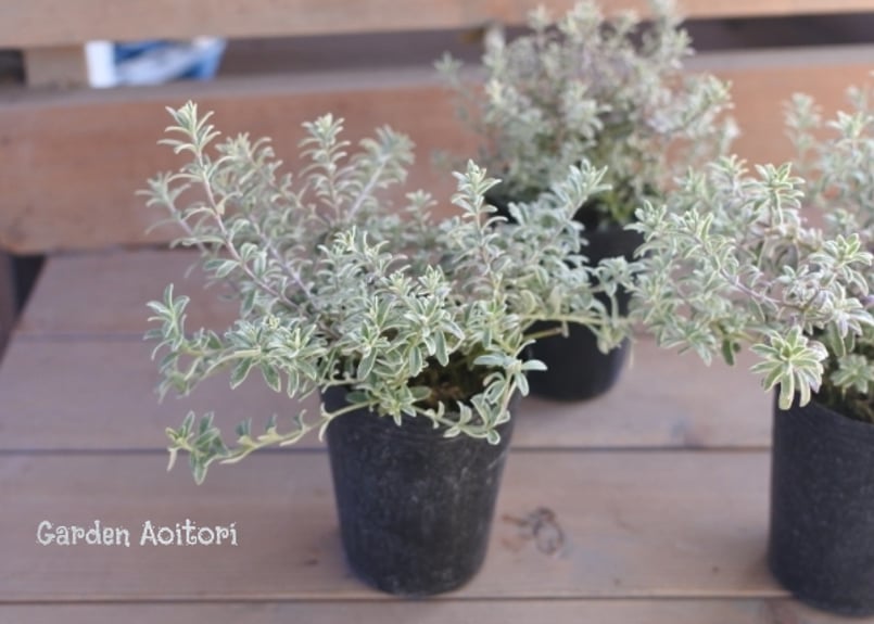 斑入り ウエストリンギア スモーキーホワイト　ファイバー鉢 ウエストリンギア 斑入り ウエストリンギアスモーキーホワイト 8