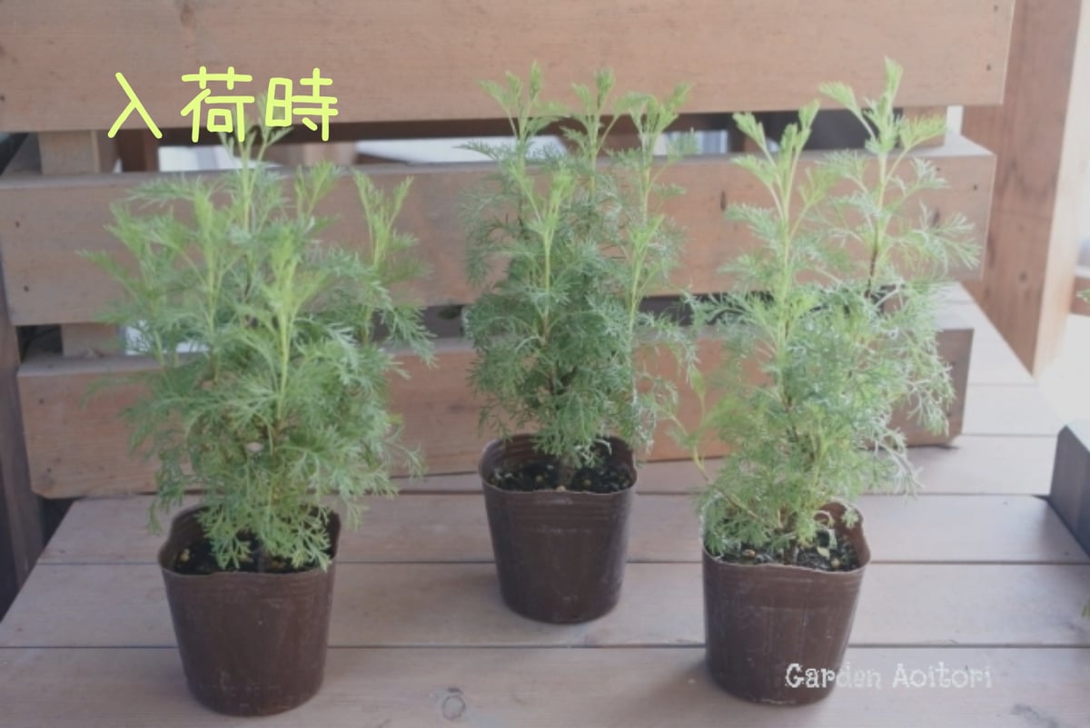 アルテミシア*サザンウッド*コーラプランツ* | Garden Aoitori