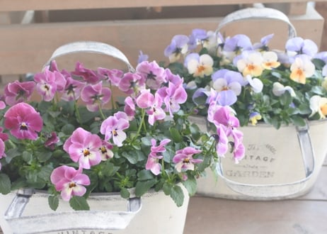 ビオラ鉢植え*2個セット*