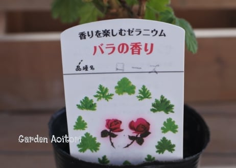 ハーブゼラニウム(センテッドゼラニウム)*7種*