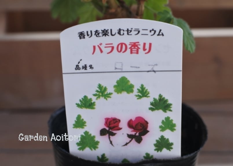 香香 様 ゼラニウム苗 7品種 8点 香香 様 ゼラニウム苗 7品種 8点 ハーブゼラニウム(センテッド