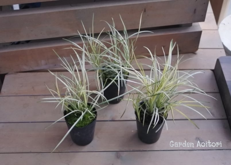 Birdstayさま専用。山採りクロモジとリュウノヒゲ。 Birdstayさま専用。山採りクロモジとリュウノヒゲ。