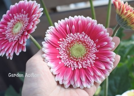 *Patio Gerbera*大輪ガーベラ*パティオ*