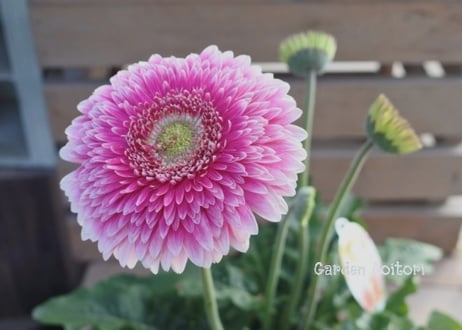 *Patio Gerbera*大輪ガーベラ*パティオ*