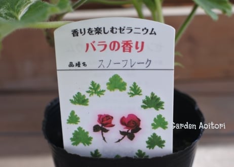 ハーブゼラニウム(センテッドゼラニウム)*7種*