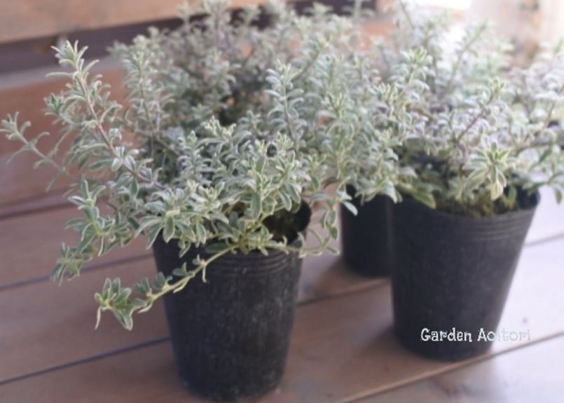 ウエストリンギア　スモーキーホワイトⅡ 大株　オージープランツ オージープランツ ウエストリンギア スモーキーホワイト 30cm鉢植え