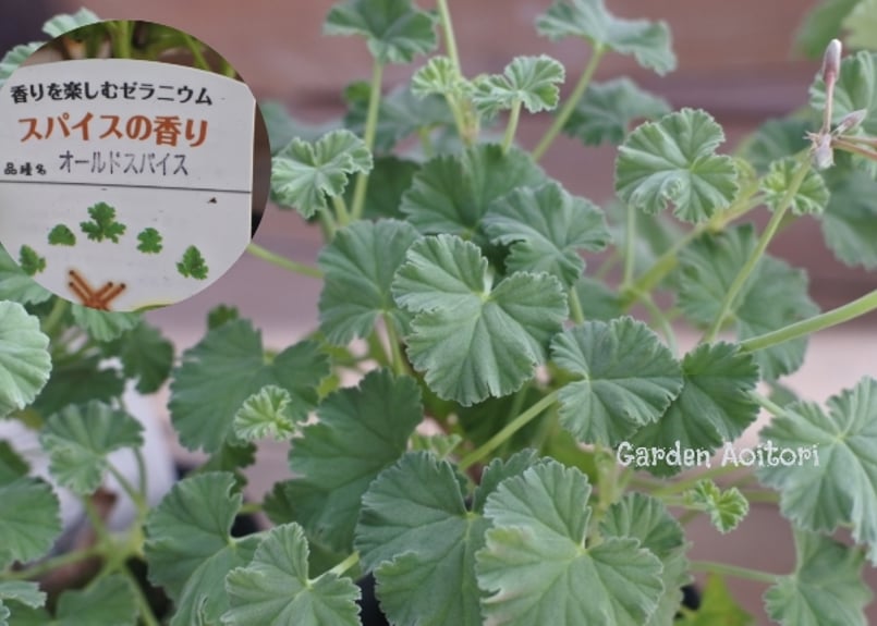 ハーブゼラニウム(センテッドゼラニウム)*7種* | Garden Aoitori