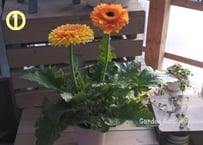 *Patio Gerbera*大輪ガーベラ*パティオ*