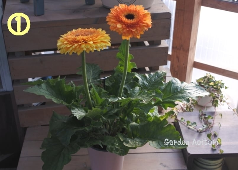 Patio Gerbera*大輪ガーベラ*パティオ* | Garden Aoitori
