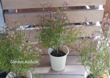 CATEGORY 4号～ | Garden Aoitori
