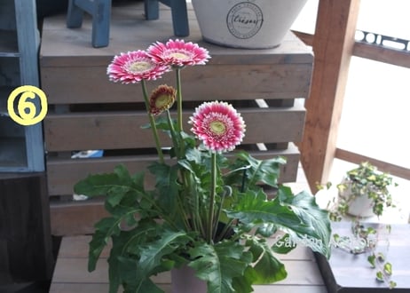 *Patio Gerbera*大輪ガーベラ*パティオ*