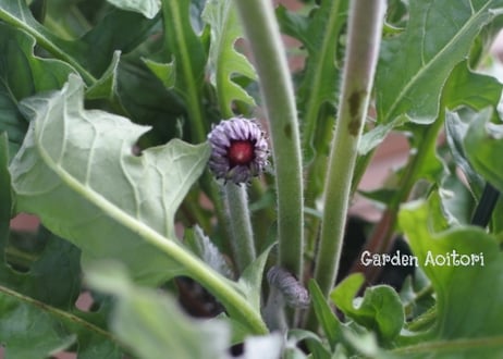 *Patio Gerbera*大輪ガーベラ*パティオ*